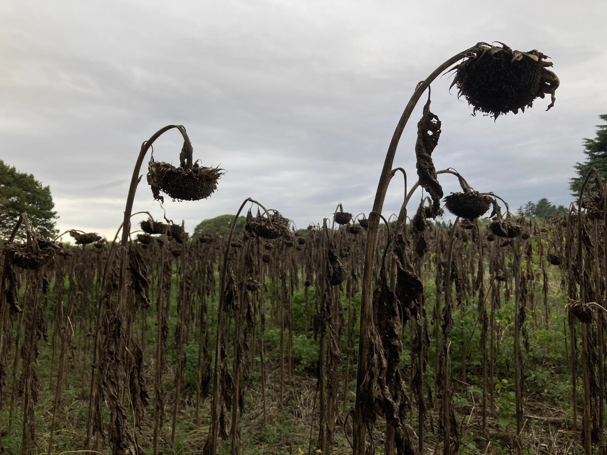 昭和記念公園で夏を楽しみに行ったら？ひまわりがしなしなだったwww