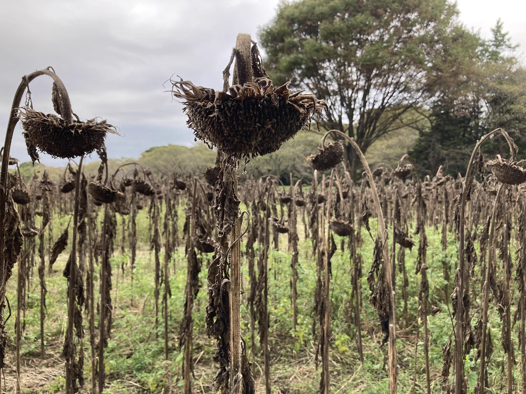 昭和記念公園で夏を楽しみに行ったら？ひまわりがしなしなだったwww