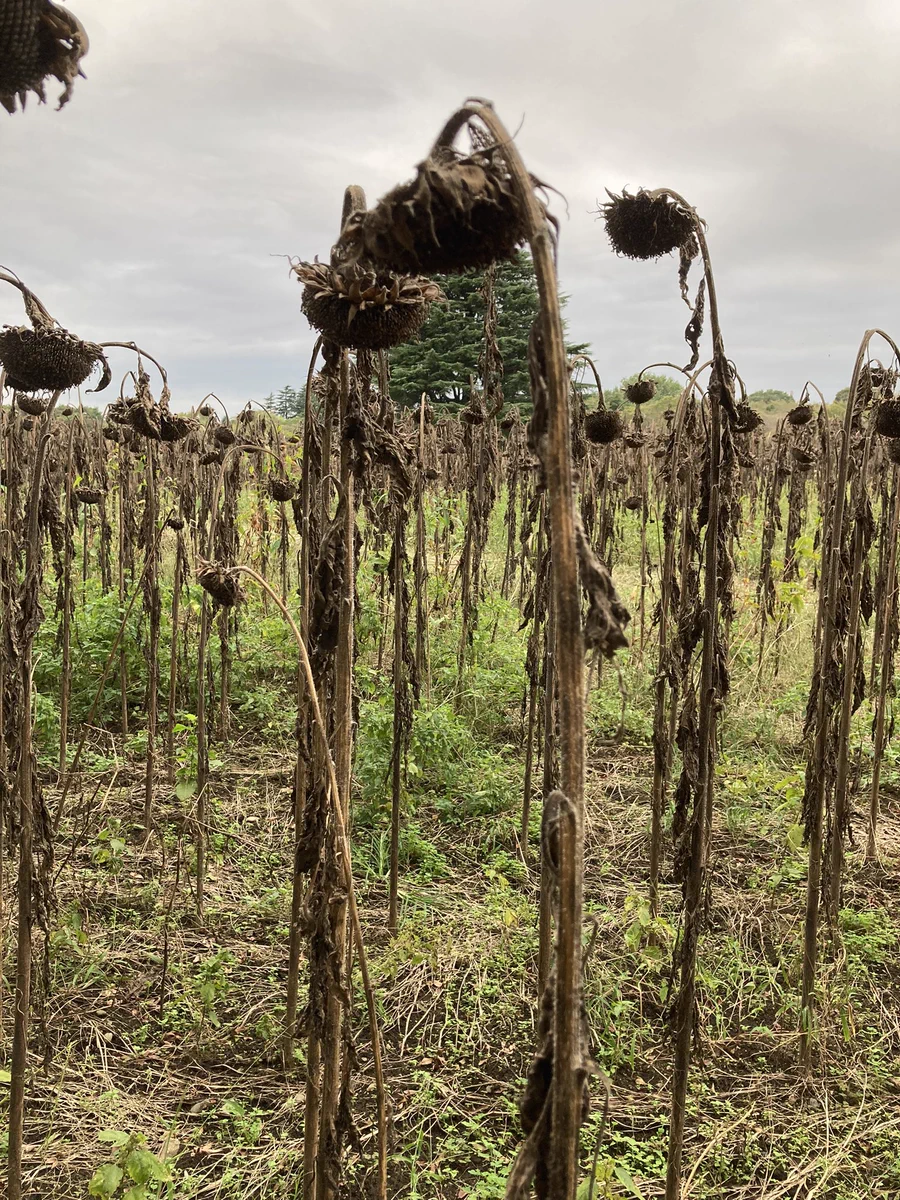 昭和記念公園で夏を楽しみに行ったら？ひまわりがしなしなだったwww