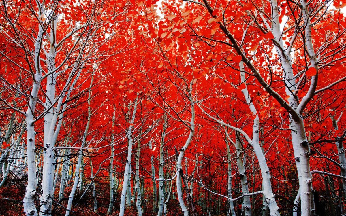 _Marco_67's tweet photo. Guardare il cielo è trovare il silenzio che la tua anima sta cercando... Trova la tua essenza in quella divinità...🍁

#autumnfalls #autumnvibes #photography #PhotoOfTheDay #PHOTOS #NaturePhotography #birch #redautumn #naturelovers https://t.co/UVyribgSZx