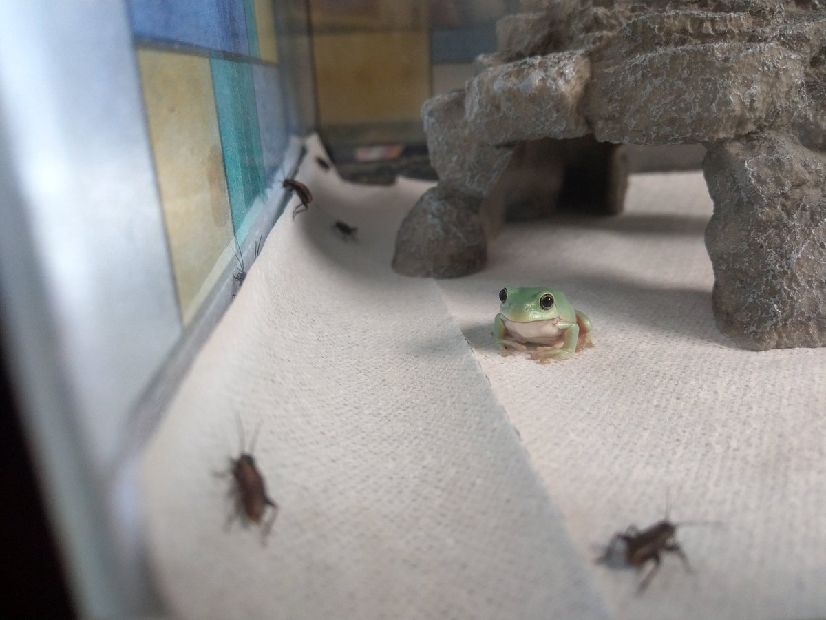 subaru_sti_sg9's tweet photo. #japan #froggy #frog #Australiangreentreefrog #カエル #イエアメガエル https://t.co/8J6ThcT1Ve