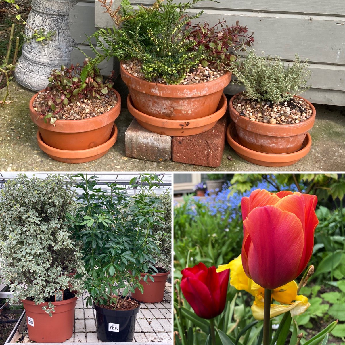 WorldNannys's tweet photo. My #sixonsaturday sorting winter pots. Planning a new hedge & thinking about what #bulbs to #plant for next year. Changed the rainbow #wheelbarrow to an all weather #succulents theme. Potted #Violasflowers
#flowers #garden #winterpots https://t.co/H3f1r1bWVy