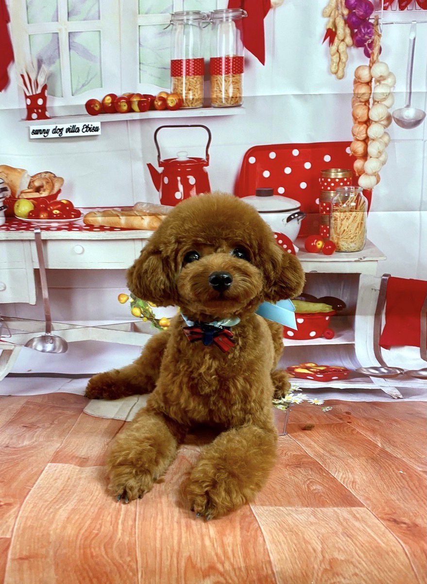 トイプードルオス Twitter Search