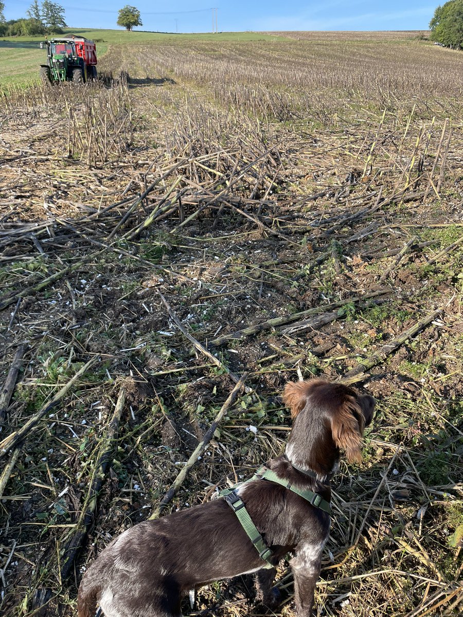 LeaCollot10's tweet photo. Petit tour ce matin pour voir les parcelles de Tournesol fauchées 🤗 https://t.co/N8inn3mUH9