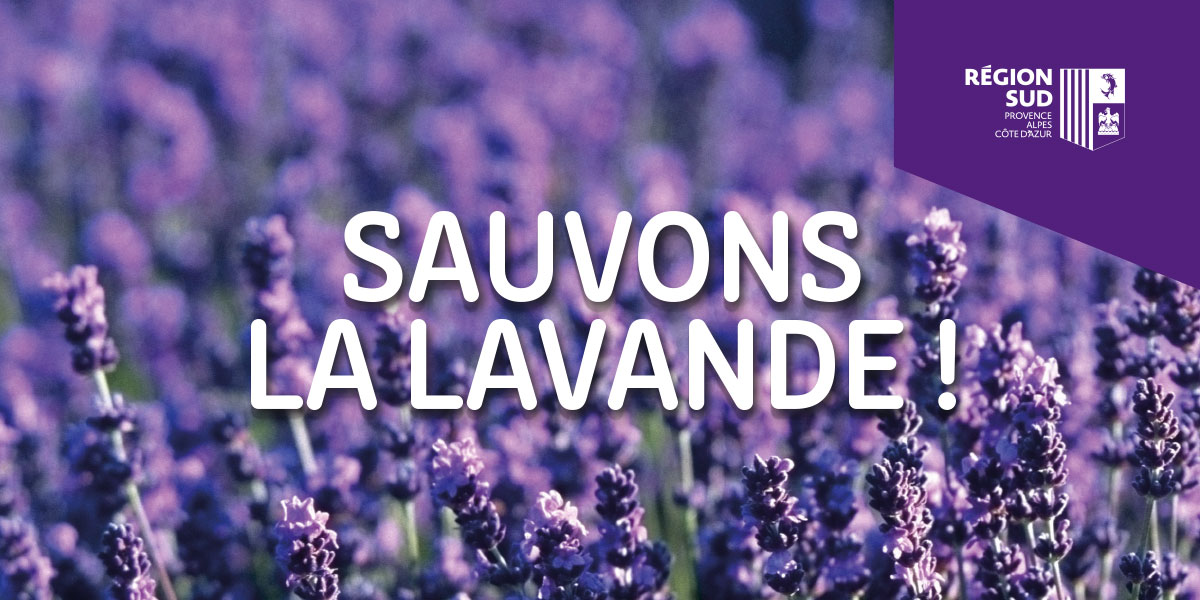 🟣"La #lavande est menacée par la Commission européenne d'être considérée comme un produit toxique. La Région Sud se bat pour ce fleuron de notre agriculture." <a href="/RenaudMuselier/">Renaud Muselier</a> Président de <a href="/MaRegionSud/">Région Sud</a>