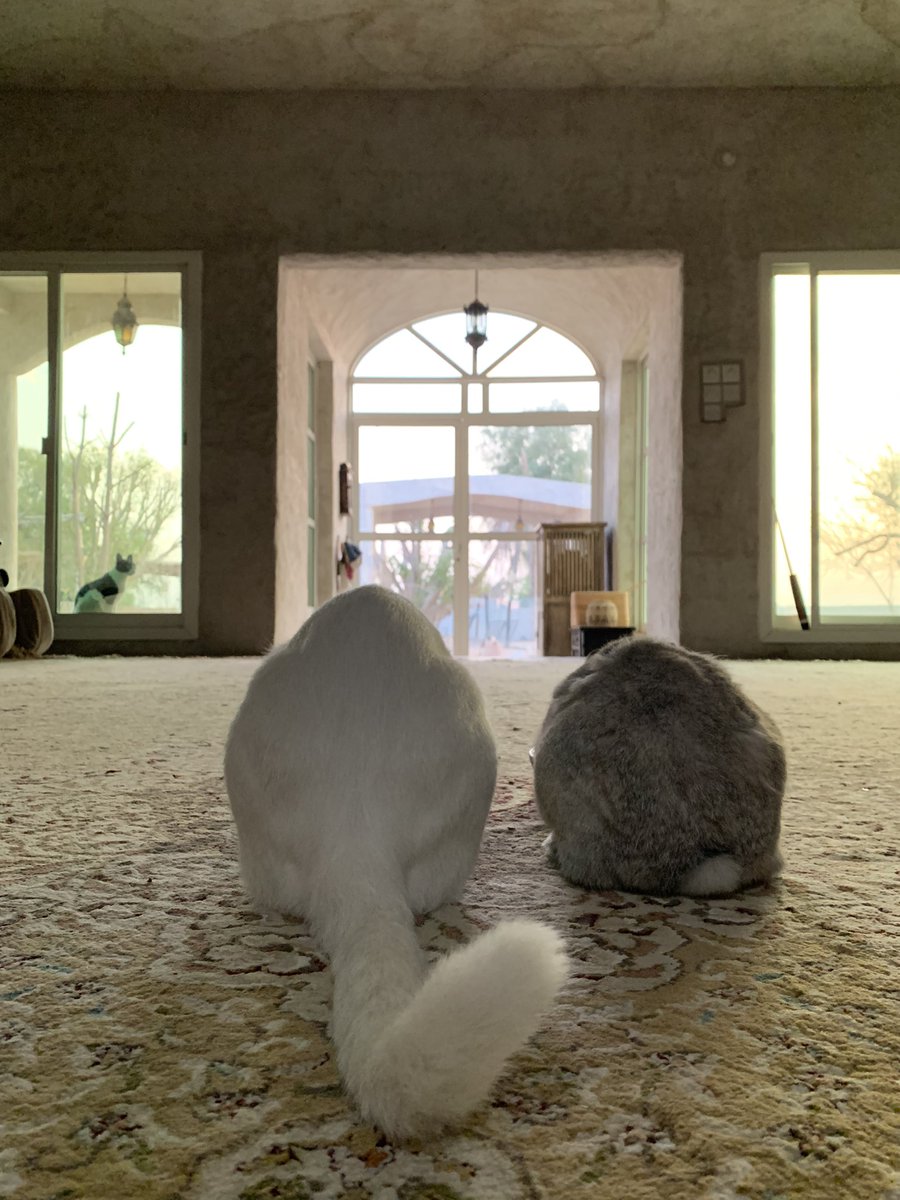 はなもも Hanamomo 今日も朝ごはん一緒だった あびさんとペティさん 今日も ごちそうさまでした の儀式あるかな と思いながら見ていたら