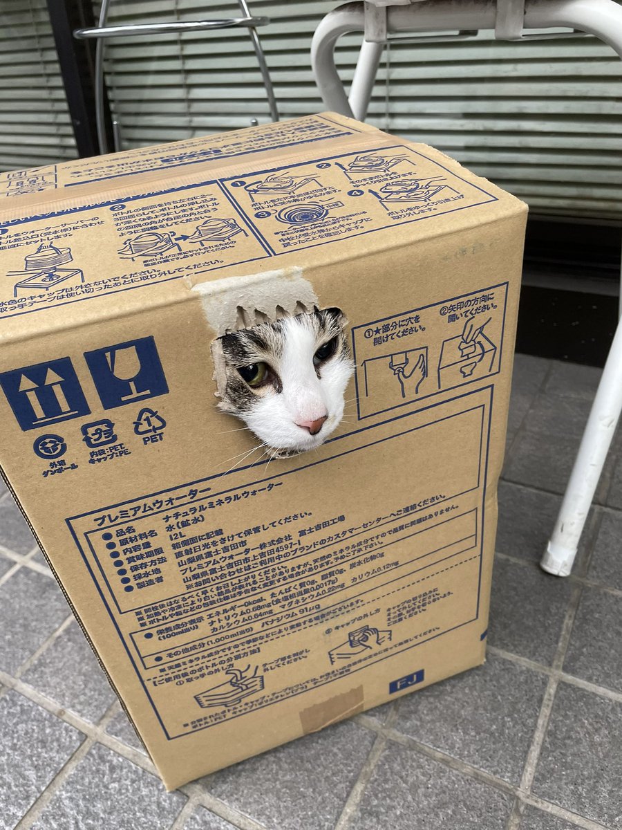キャリーバッグを出すと病院への連行を察知されるので たまたま入っていた段ボールのまま連れて行かれた猫さんがこちら Togetter