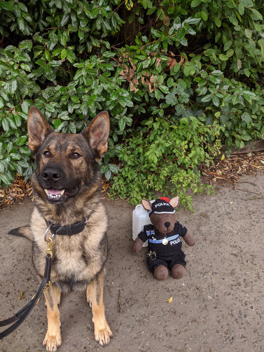 K9Scottish's tweet photo. #PDKyle is out on patrol today with #PDDiesel
They have already attended calls in Paisley and Glasgow.
Follow Kyle tomorrow on his @thekiltwalk adventures
#LifeOfAMascot https://t.co/2sIEWmYO76