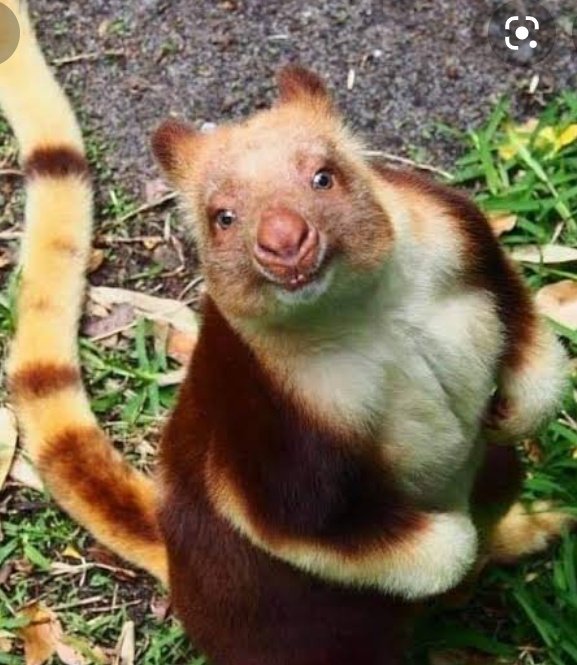 WombatNShadow's tweet photo. @MaggieDaWitch A tree kangaroo for you. ❤️ https://t.co/xc9kYVSSvt