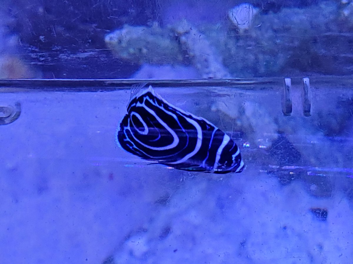 みつい園 ウズマキも入荷してます ウズマキ 将来はタテキン 海水魚 みつい園 福山市 広島県