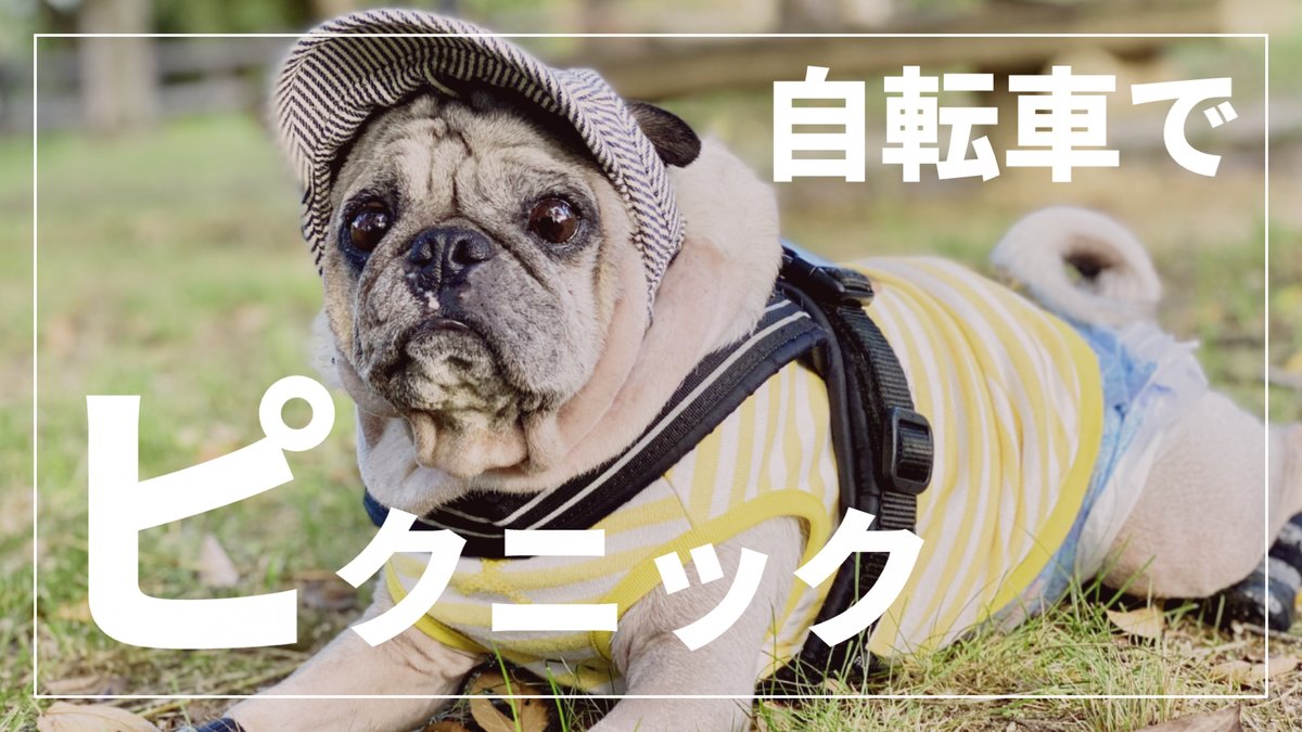 Puglog_Official's tweet photo. 自転車でピクニックに行ったアラカン夫婦とパグ
➡️ https://t.co/Kzei98Le59 https://t.co/ksM4oVeTNd