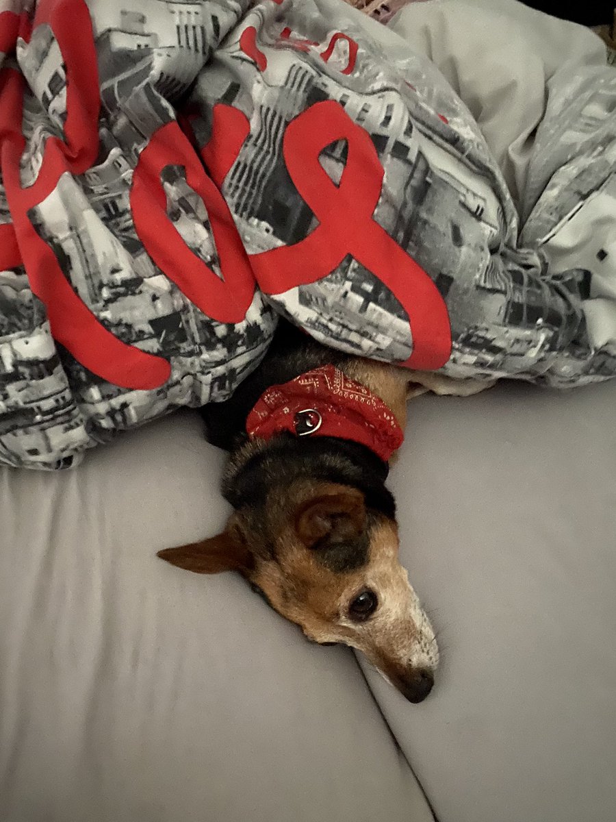 IdM209's tweet photo. Goedemorgenโฆ. Wanneer je uit je bed gaat en na een tijdje je hond kwijt bentโฆ๐๐๐(hij mag niet op het bed komen dus) #stinkerd https://t.co/lFbzjqAjxF