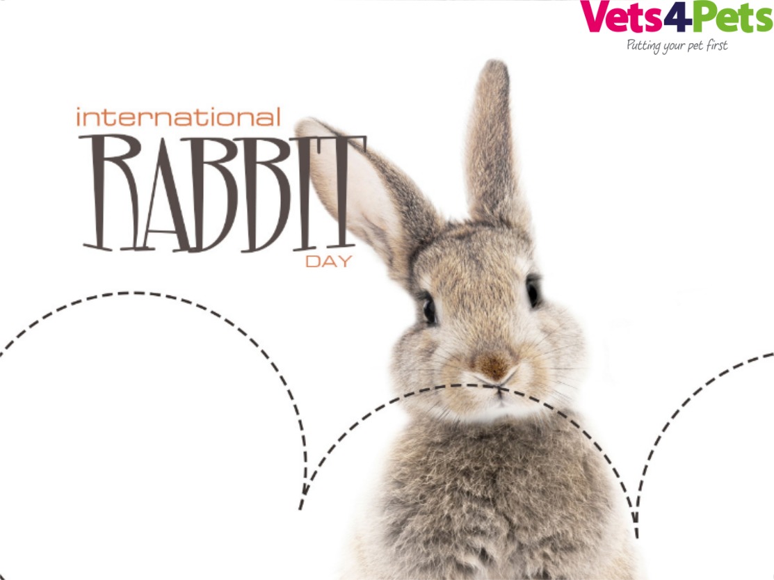 Rabbits can be amazing and affectionate pets. But they require a lot more care than you might expect: rabbitwelfare.co.uk/rabbit-care-ad…