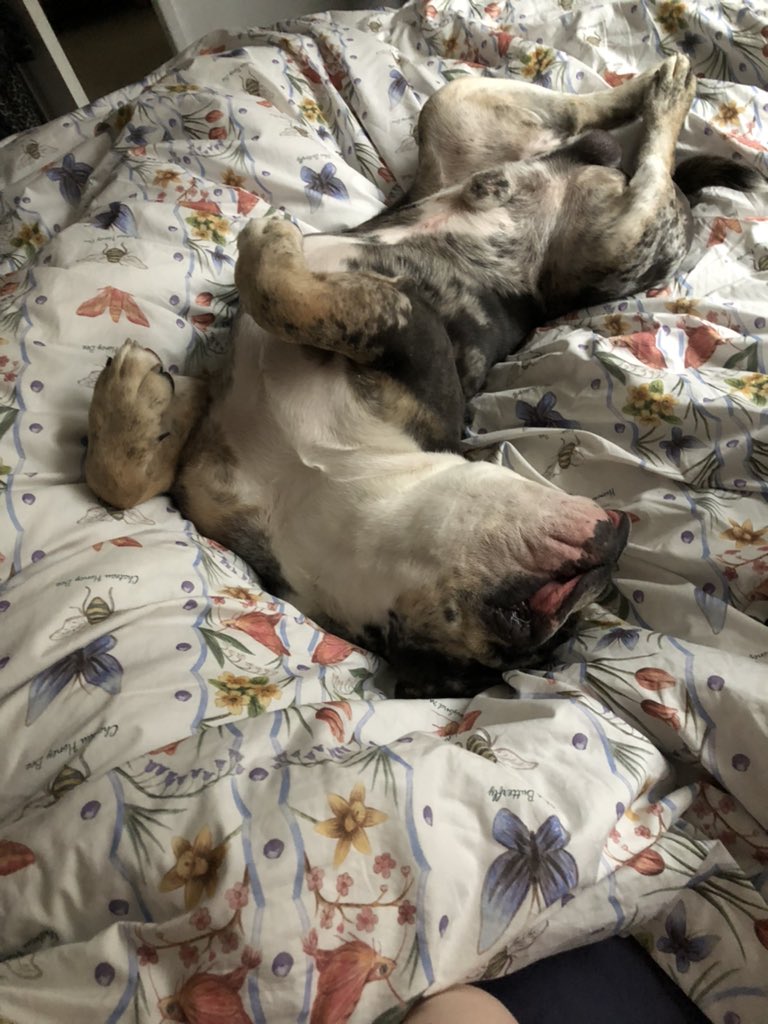 R23Dunn's tweet image. Butterflies, flowers, bees, moths and ME ⭐️ love this #AngelStrawbridge design beautiful duvet cover @dickstrawbridge 👍❤️😊#Saturday #liein