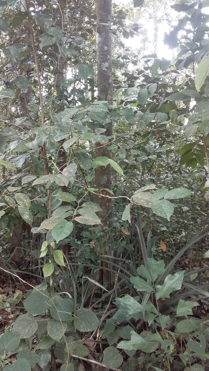 Vagabondboy22's tweet photo. പച്ച കാട് 🌱🌲🌴🌳
#Green_Forest 💚 https://t.co/AfqthNTm0p