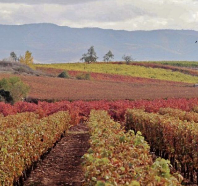 La naturaleza proporciona un hermoso recorrido pictórico en Sajazarra, uno <a href="/LosPueblosmbe/">Pueblos más bonitos</a> La Rioja. Es tiempo de vendimias. ¡Ven a disfrutar! <a href="/RiojanaInma/">Inma Dueñas Álvarez. Riojana.</a> <a href="/riojawinetours/">Rioja Wine Tours</a> <a href="/tognodrs/">Toño del Río 🇺🇦🇺🇦🇺🇦🇺🇦 #Stopwar</a> <a href="/MadridRutasVino/">Madrid Enoturismo</a> <a href="/lariojaturismo/">La Rioja Turismo</a> <a href="/aragonturismo/">Turismo de Aragón</a> <a href="/TurismoSpain/">Turismo en España | Tourism in Spain</a> <a href="/Haro_Digital/">Haro Digital</a> <a href="/kmdelarte/">Kilometro del arte</a> <a href="/entrecepa/">ENTRE CEPAS CATAS Y ENOTURISMO- Mar S.</a>