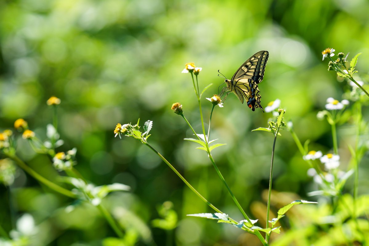 krickberry's tweet photo. アゲハ蝶ってこうやって撮ると
なんかお姫様みたいですね(^-^)
#アゲハ蝶 #蝶々 #Butterfly #Swallowtailbutterfly
#キリトリセカイ #その瞬間に物語を #お姫様
#ファインダー越しの世界 #sharing_warm_time #bokeh #SonyAlpha #BeAlpha
#Photograph #Photography
#a7Rii #SEL135F18GM
#東京カメラ部 https://t.co/5wczVr9vWk