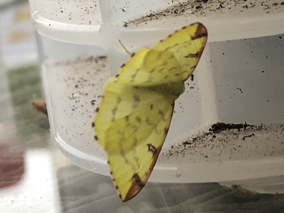 Gravesneil's tweet image. Better night on the moth light last night, Canary shouldered thorn, Silver Y , Barred Sallow and Brimstone #moths #vc55