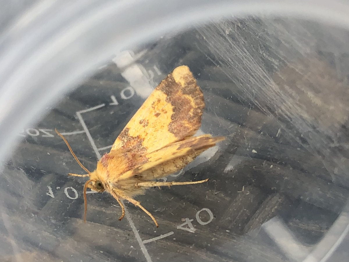Gravesneil's tweet image. Better night on the moth light last night, Canary shouldered thorn, Silver Y , Barred Sallow and Brimstone #moths #vc55