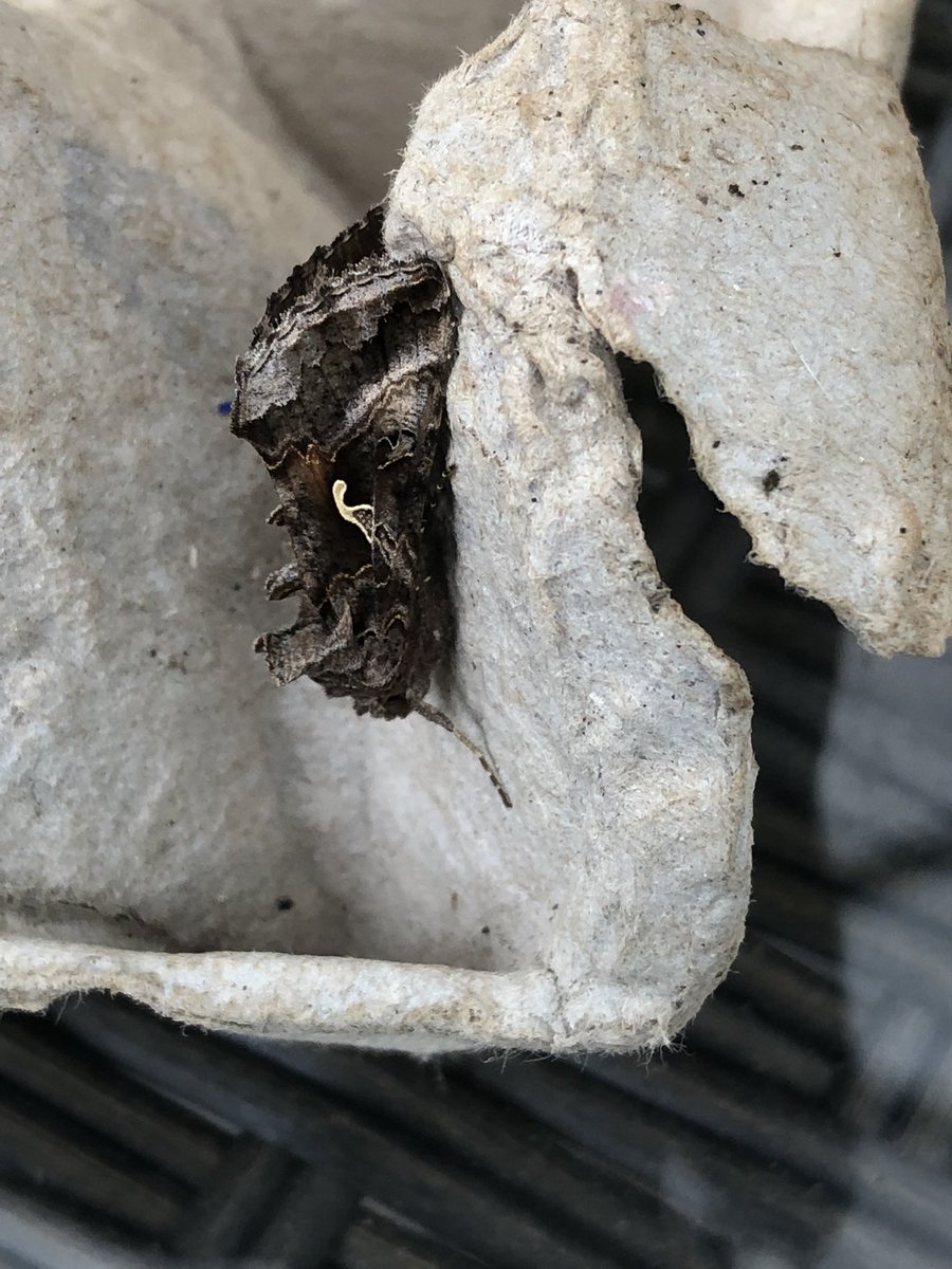 Gravesneil's tweet image. Better night on the moth light last night, Canary shouldered thorn, Silver Y , Barred Sallow and Brimstone #moths #vc55