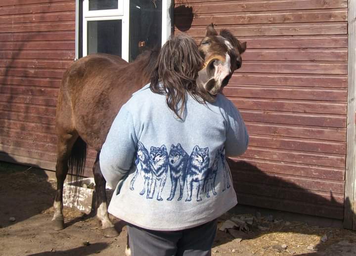 Shy Lowen Sanctuary (@shylowen) on Twitter photo Horse Whispering Sessions. 2 hour sessions accredited by the International Practitioners of Holistic Medicine from 1pm until 3pm 10th Oct, 14th Nov and 12th Dec. Only £20 per session. Book by email to shylowen@aol.com #horsewhispering #therapy #equinetherapy #horses #horserescue Horse Whispering Sessions. 2 hour sessions accredited by the International Practitioners of Holistic Medicine from 1pm until 3pm 10th Oct, 14th Nov and 12th Dec. Only £20 per session. Book by email to shylowen@aol.com #horsewhispering #therapy #equinetherapy #horses #horserescue