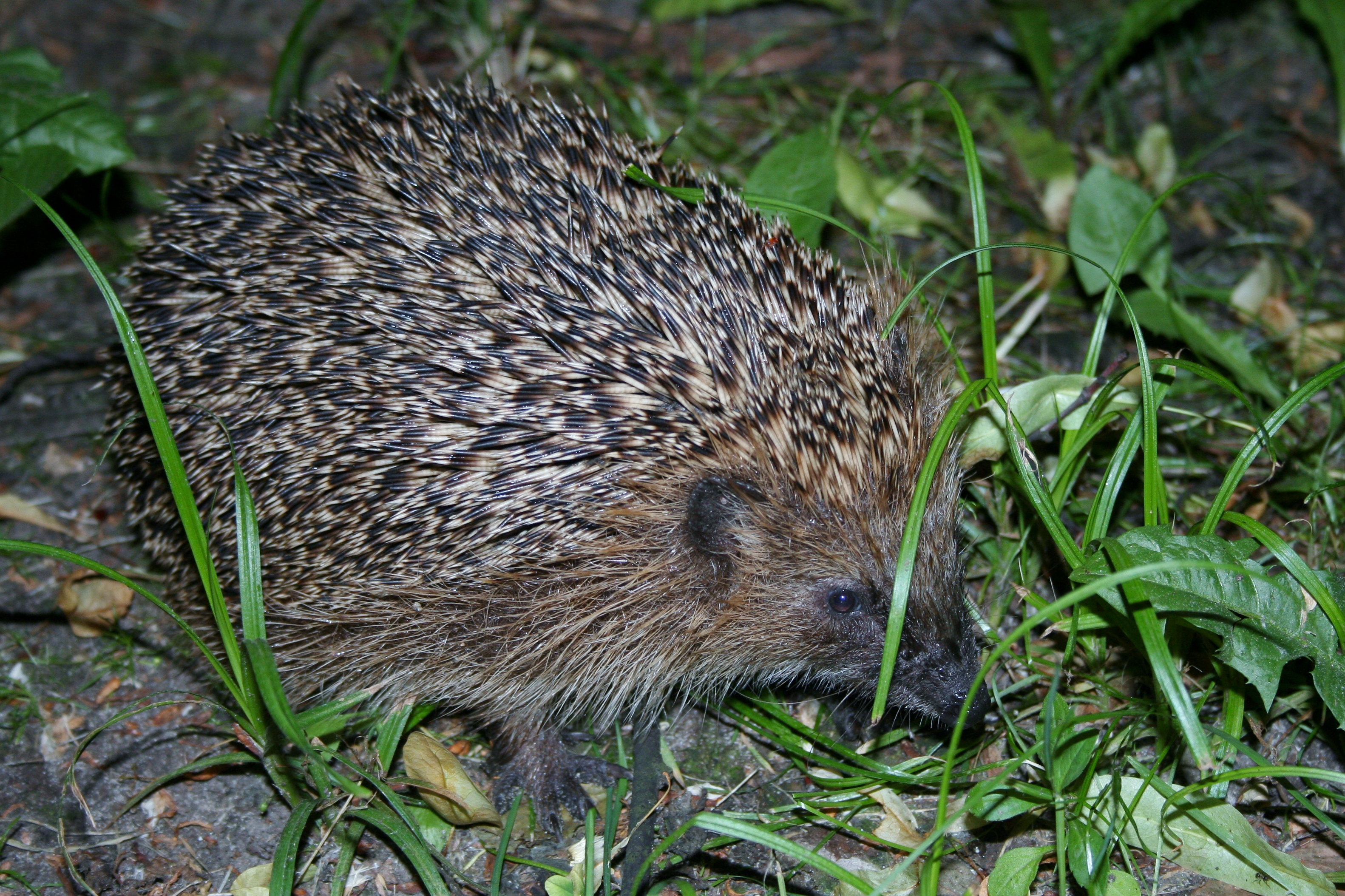 Erinaceus roumanicus