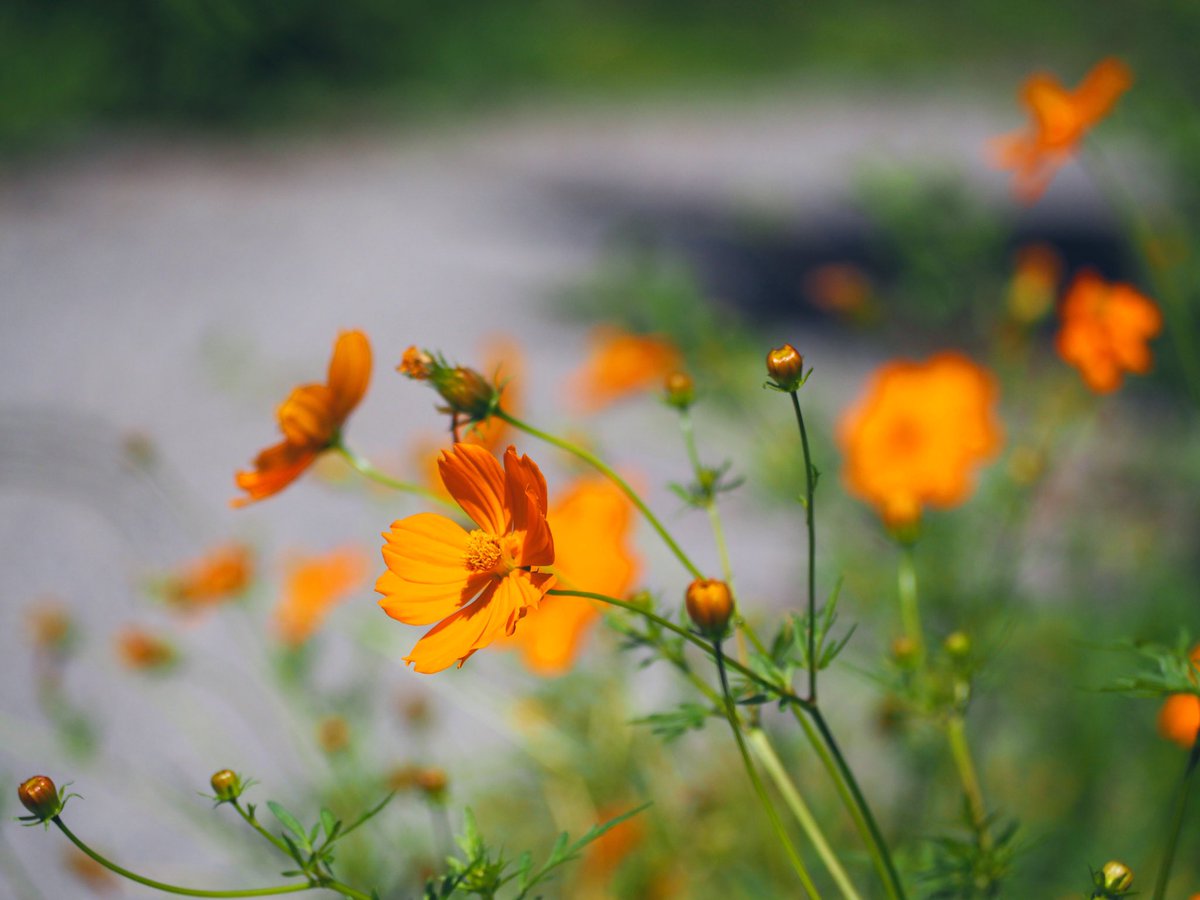 サンドリーム セルシーアンドルモン Sundreamsr Twitter