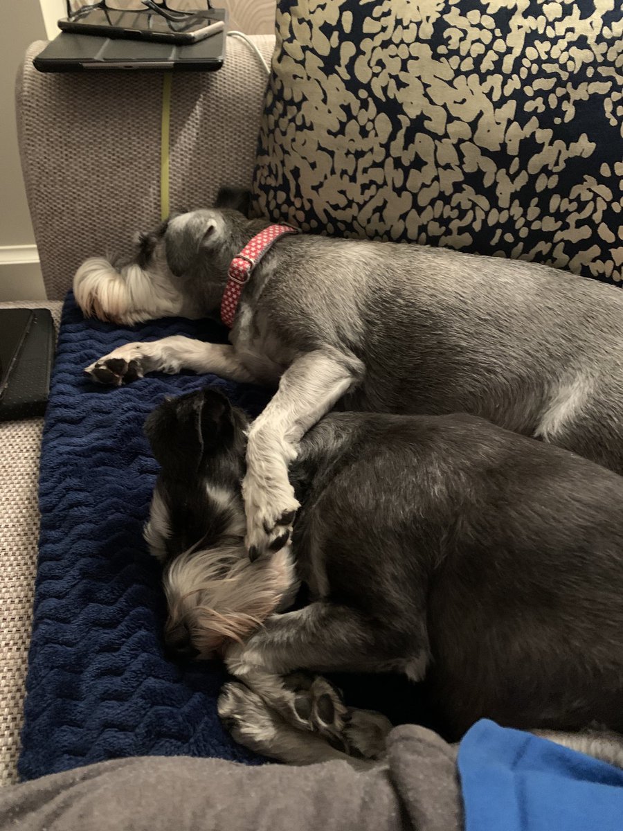 acmklm's tweet photo. What Schnauzer’s do best 💞💞 #nationalschnauzerday https://t.co/AiFhc7HFzk