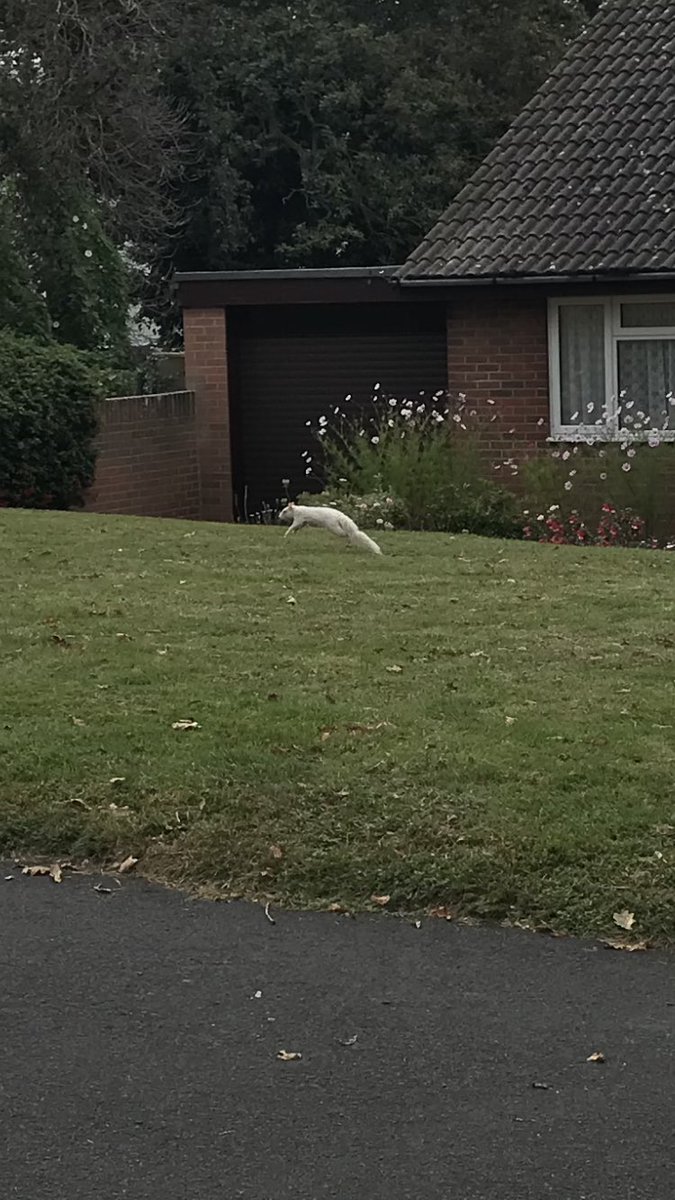Just saw a white squirrel down the road, possibly the first one I’ve ever seen. #Bexhill