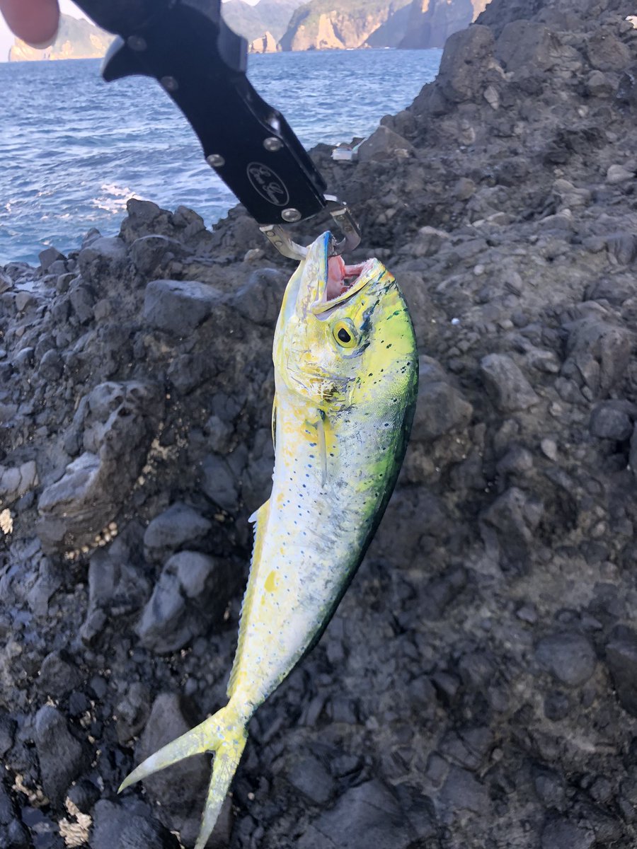 vrkra77's tweet photo. ロックショア1日目
一級磯に乗れたので、青物狙いで行くも不発!
シイラは遊んでくれました(^^)
最後に15分ほどロックフィッシュやって終了
#ロックショア
#ロックフィッシュ
#fishmam
#ヤマガブランクス
#ブルースナイパー
#ベンダバール101m https://t.co/GvHu5cYcB0