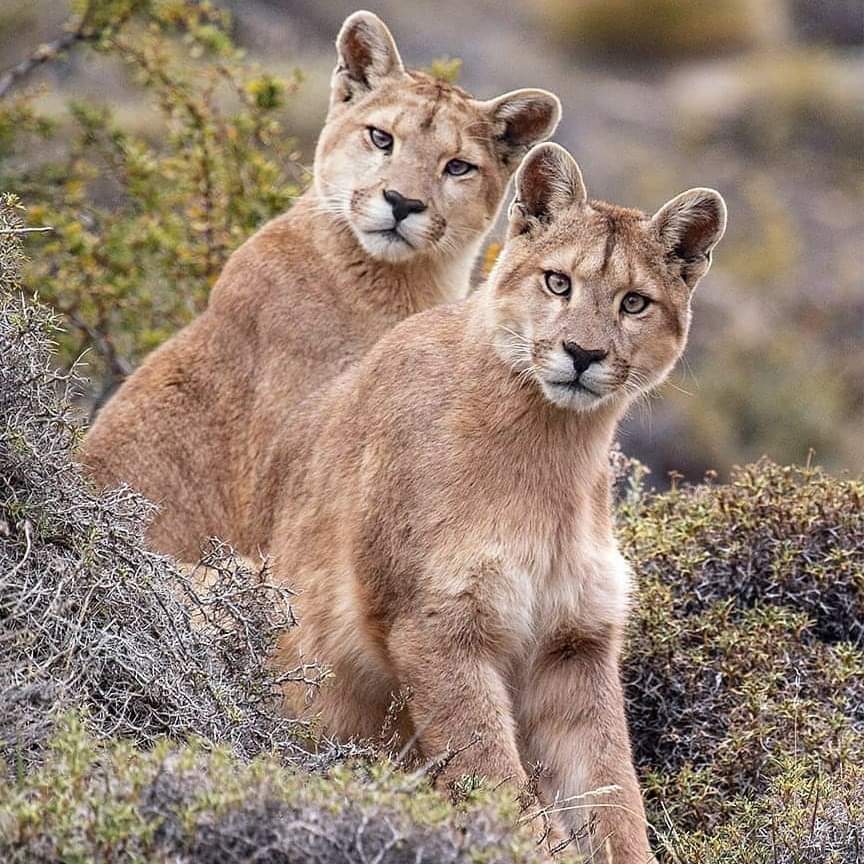 Amazing photo.🐯🐈‍⬛🐾