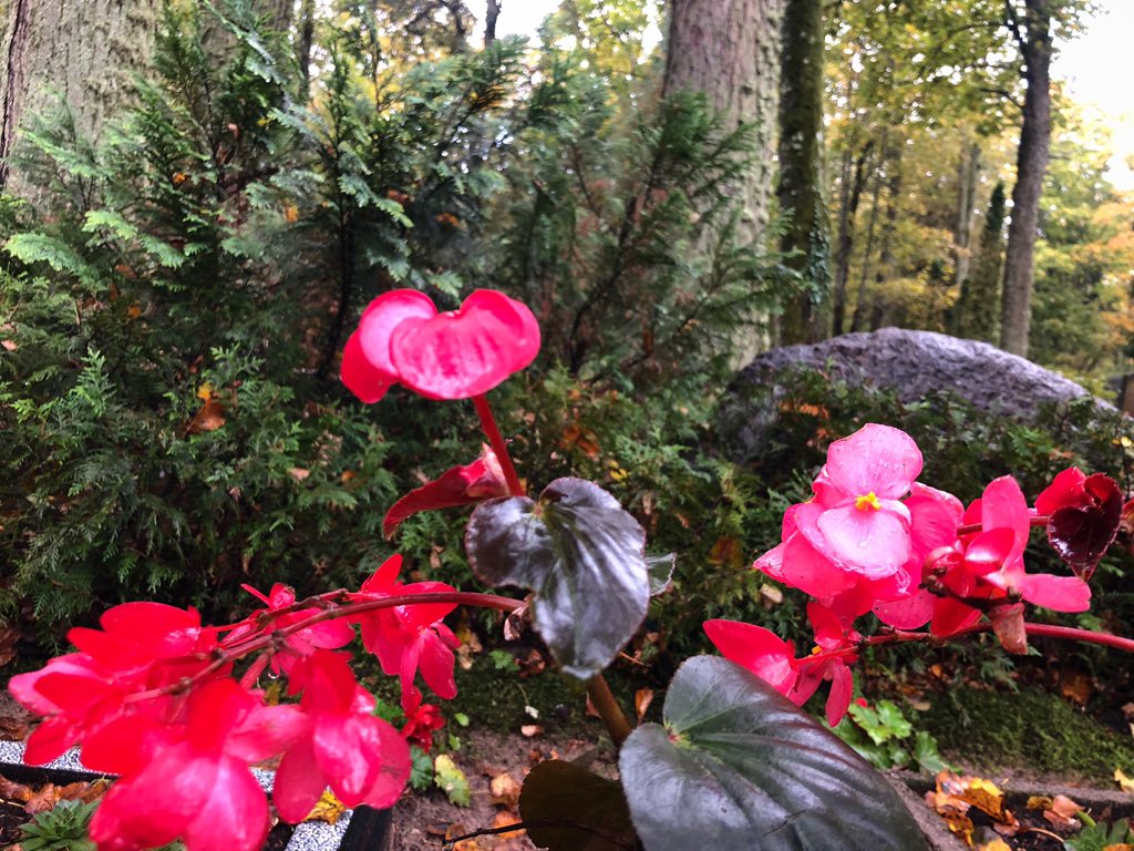 vkoralis's tweet image. Šodien satikāmies Limbažu kapos, atvadoties no meitas, mammas un vecmāmiņas. Paši mazākie mazbērniņi ļoti gauži raudāja. Un tomēr es atbalstu mazāko bērnu piedalīšanos berēs kā cilvēka mūža dabiskā ritējumā. 🙏
Priecīgāki notikumi - ticu.lv
#bēres #pavadīšana