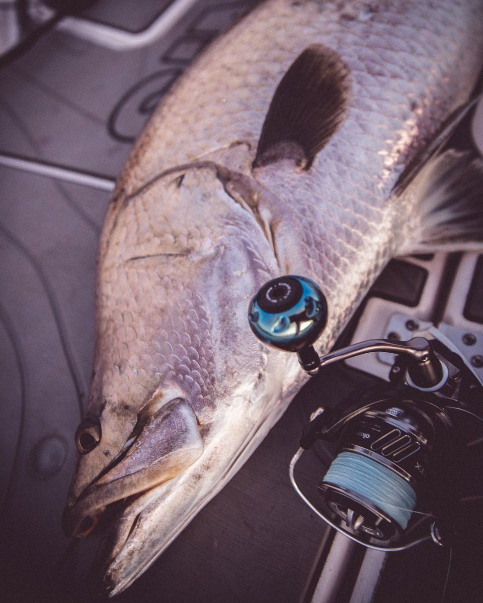 deandotfish's tweet photo. The Okuma ITX has been punching well above its weight class the last two weeks, getting railed by awoonga mundis. #awoonga #barramundi #spinningreel #itx https://t.co/Z5OSyMYskV