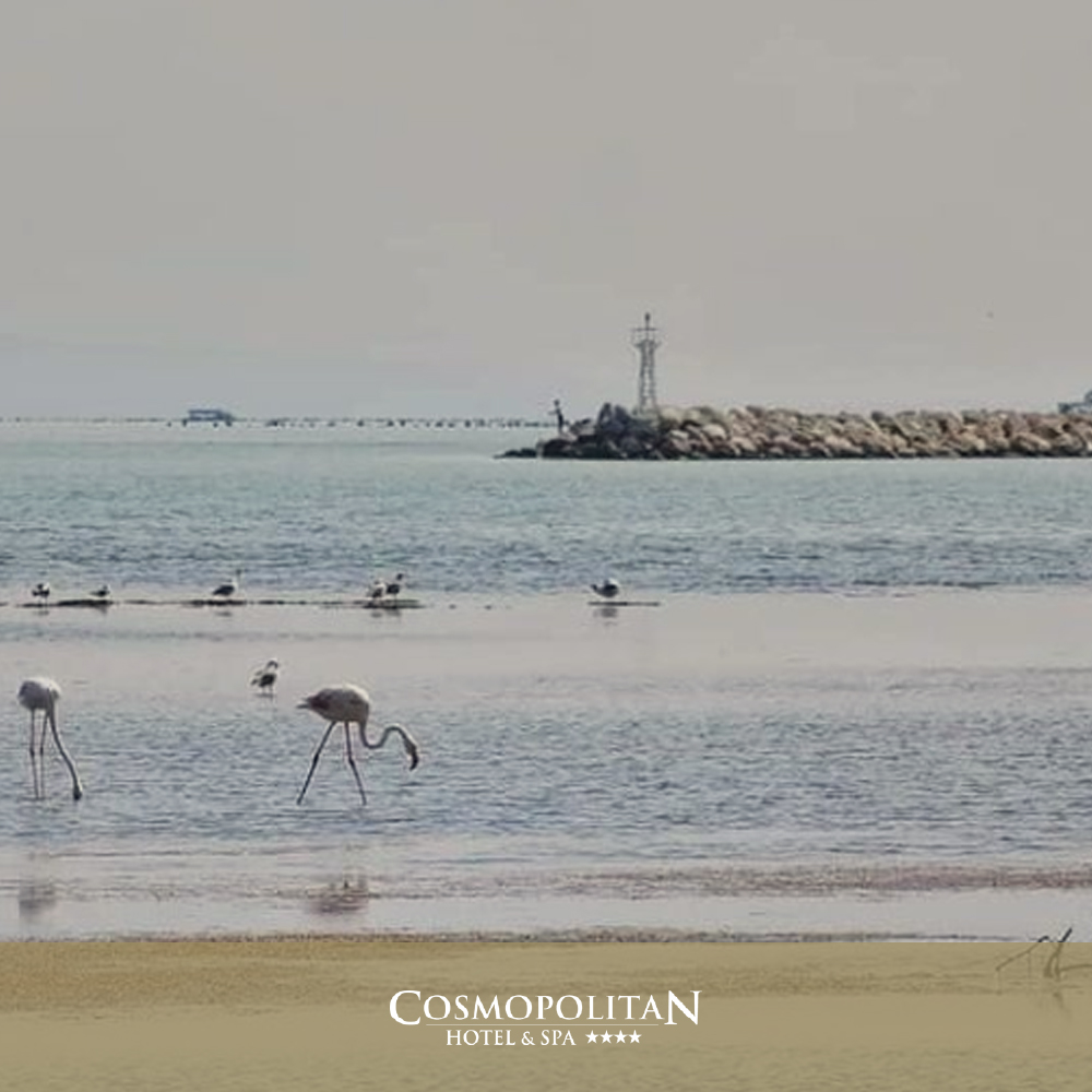 🐟🏰Methoni is small city by the sea, just a few minutes from our hotel! A great place to visit during the weekend!

Book now: hotel-cosmopolitan.gr

#cosmopolitanhotel #pieria #methoni #paraliakaterinis #katerini #nature #greece