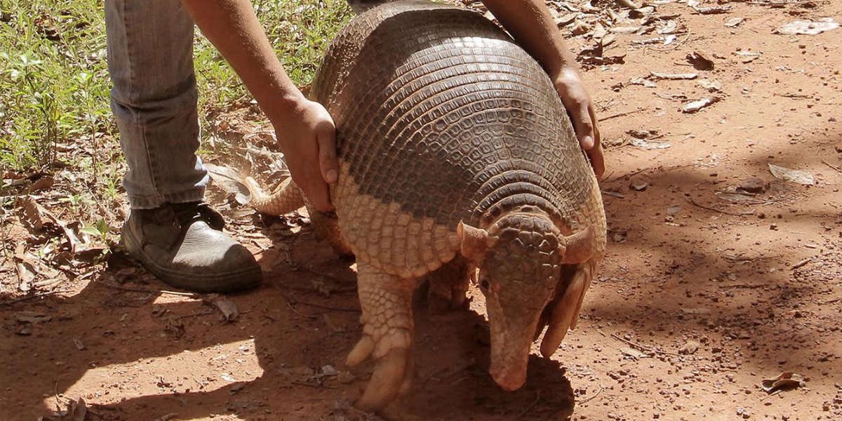 brittsinclair_'s tweet photo. Today I learned that I have Armadillo Anxiety…🛣 #BandC #roadtalk @1called_manders https://t.co/EmxBykZbsu