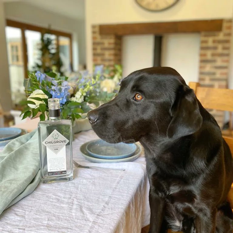 Chilgrove Spirits (@chilgrovegin) on Twitter photo Our faithful mascot <a href="/thegindog/">The Gin Dog</a> lending a paw with fabulous local brand <a href="/kokoandsmokey/">Koko & Smokey</a> 's Autumn/Winter photoshoot. If you're looking for beautiful homeware that's a cut above the rest then check them out! Our faithful mascot <a href="/thegindog/">The Gin Dog</a> lending a paw with fabulous local brand <a href="/kokoandsmokey/">Koko & Smokey</a> 's Autumn/Winter photoshoot. If you're looking for beautiful homeware that's a cut above the rest then check them out!