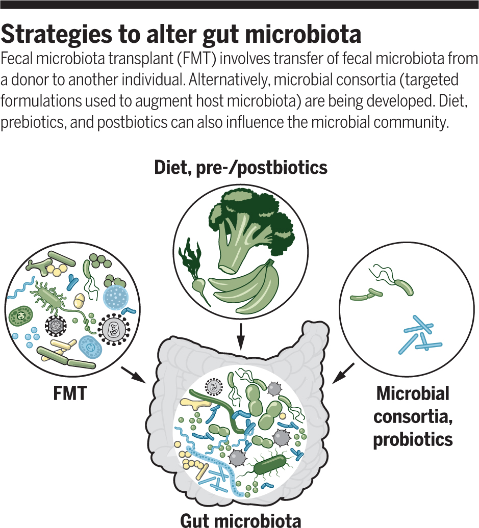 ScienceMagazine's tweet photo. Modulating gut microbes: A #SciencePerspective from last year discusses evolving strategies to rebuild and modify the gut microbial community to treat numerous diseases including irritable bowel disease and cancer. 

Learn more ➡ https://t.co/FGMwZuEC0X #ScienceMagArchives https://t.co/fp7qHgfXU9