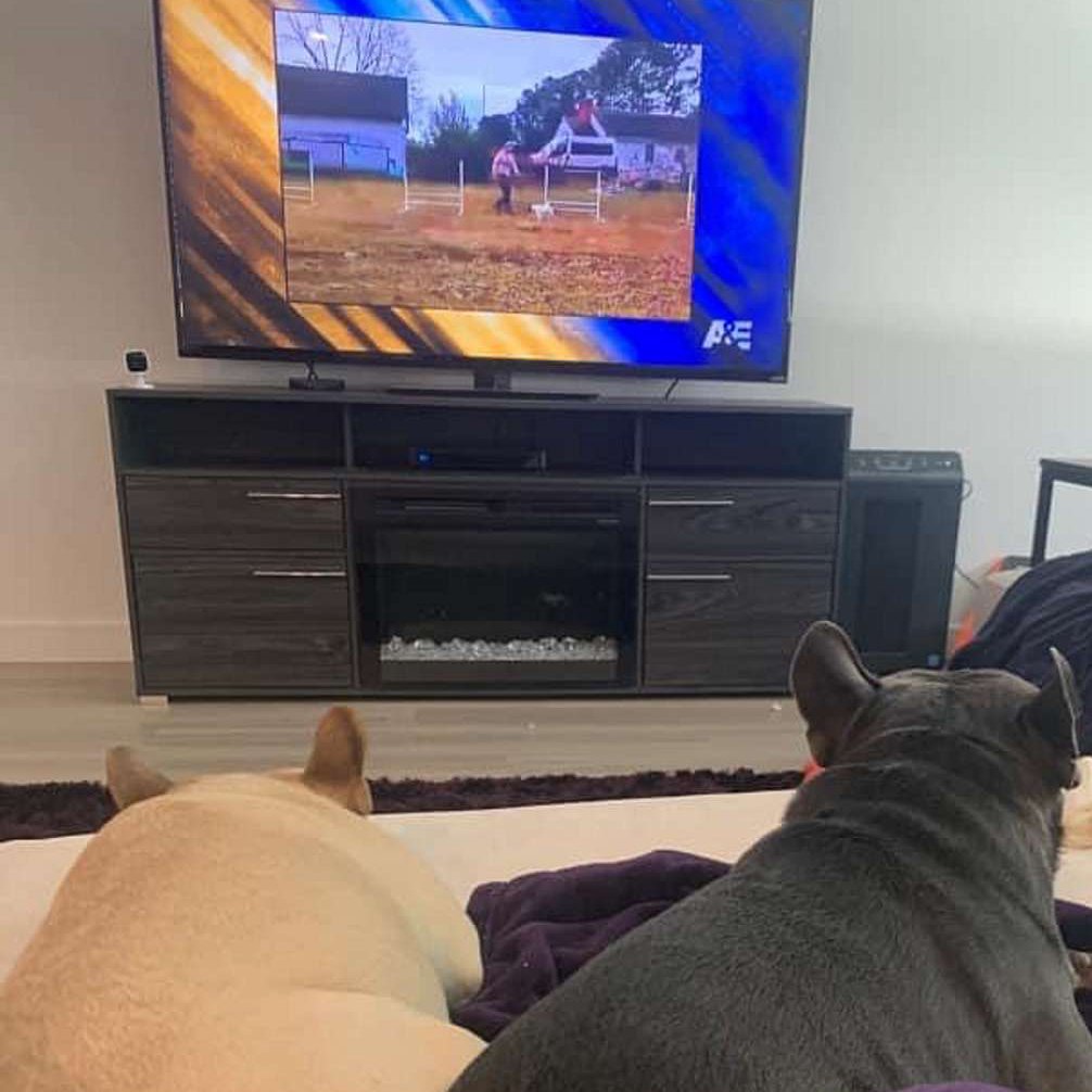 TopDogAE's tweet photo. LAST CHANCE TO ENTER! While you're watching today, tweet a photo of your dog watching all-new episodes of #TopDogAE on @AETV TODAY at 12PM ET using #TopDogSweepstakes to be entered for a chance to win exciting prizes for you &amp; your pup! More info at https://t.co/2fhLSuIJ73 https://t.co/JIyVrzJurz