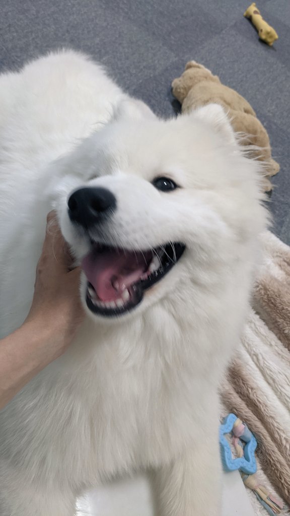 サモエド ラムちゃん على تويتر オチなどない可愛いだけの四コマ サモエド 子犬 生後5ヶ月