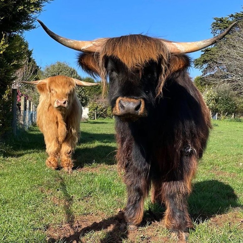 CowoftheDay1's tweet photo. 📅 27th September 2021
🏷️ Instagram/harbour_highlands
💕 #animaloftheday https://t.co/H64jqXUaQW