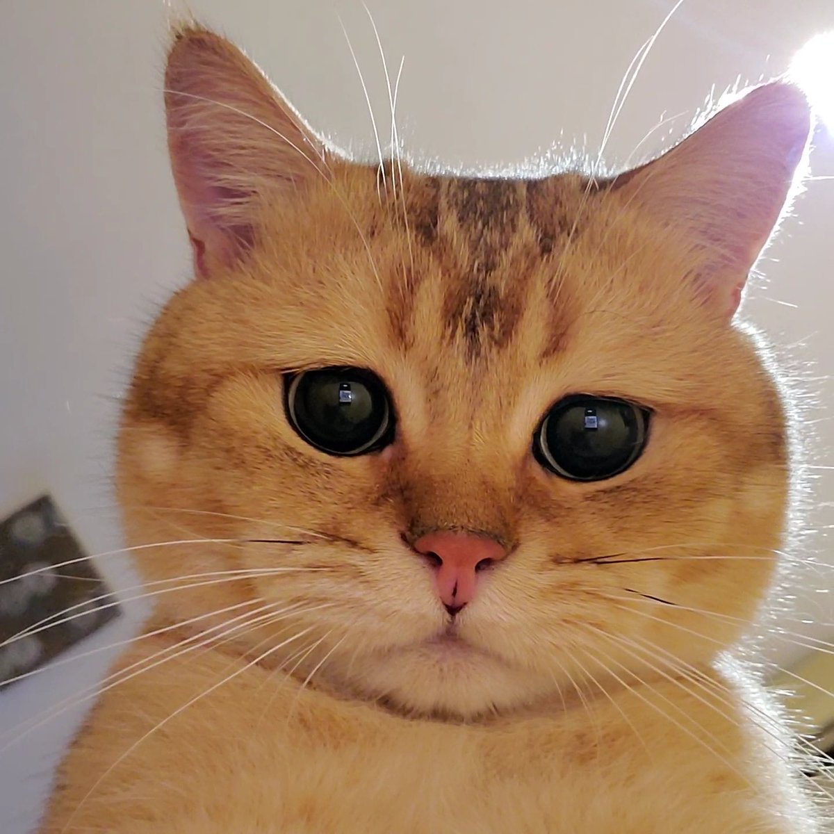 Pazutaki1's tweet photo. meowmy mad at me coz I pee on sofa again
https://t.co/osP2NuO536 https://t.co/UbQryug3wj