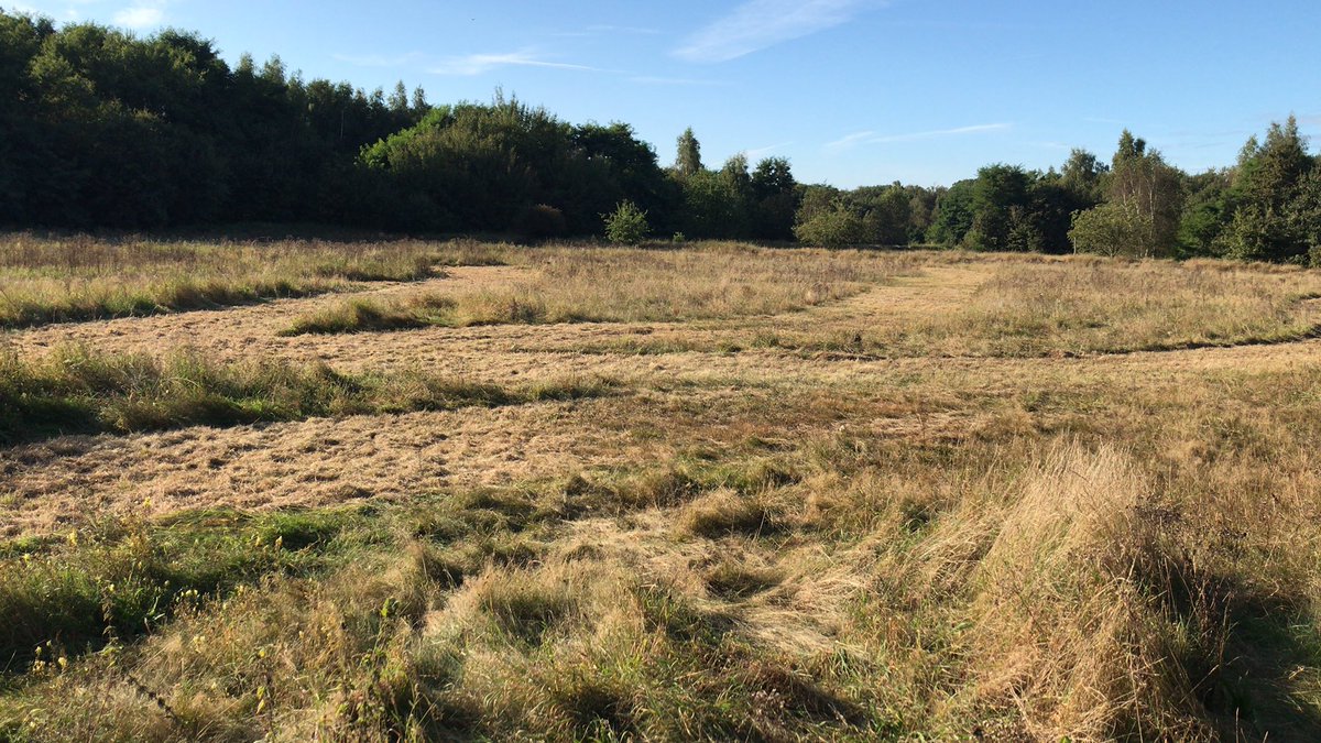 Sinusmaaien op de open plekken in het bos, hier wordt deze ecoloog blij van 😊