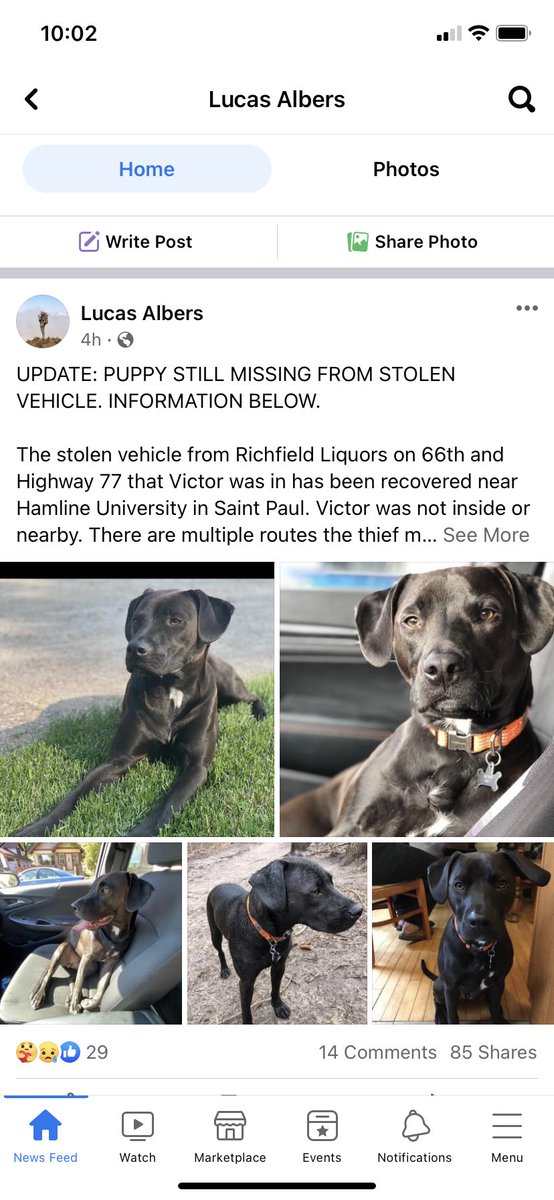 Ryan_Albers's tweet photo. My cousins car was found near Hamline University near St. Paul. Victor is still missing. Please keep your eyes open if you notice this dog in the Minneapolis and St Paul area. https://t.co/G5NaDORzqm