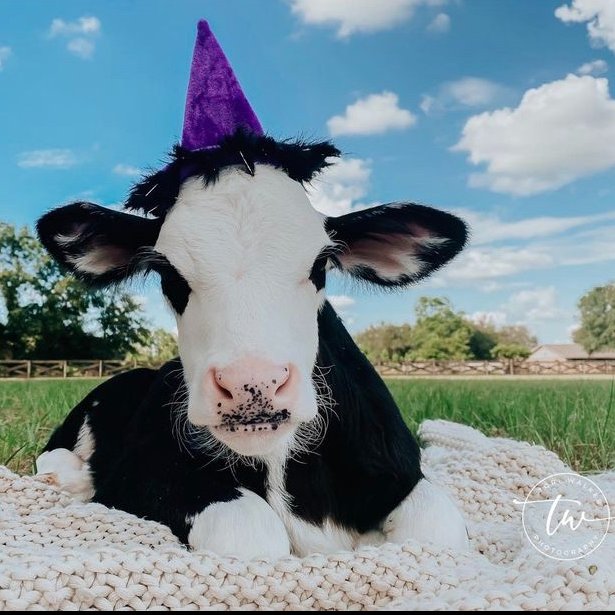 CowoftheDay1's tweet photo. 📅 1st October 2021
🏷️ Instagram/toriwalkerphoto
💕 #animaloftheday https://t.co/EqQv3ZgyKc