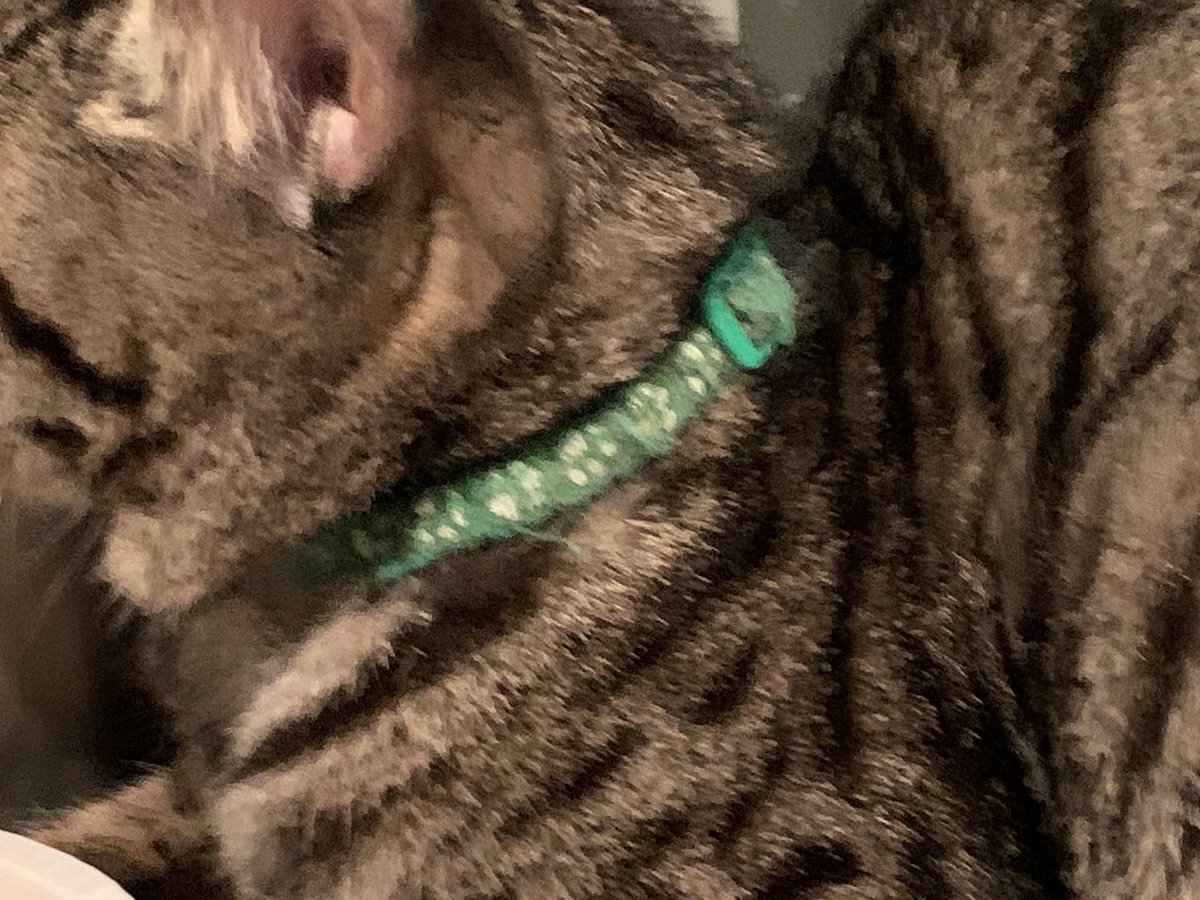 yanoteck's tweet photo. #拡散希望 #板橋区 成増4丁目で #迷子猫 を保護。マンションのエントランスに入ってしまいパニックになってドアに鼻を何度も強打。流血してたとこをたまらず保護しました。首輪の擦れ具合、爪の長さから最近逃げ出した感じでは無さそう。警察へは届け出済。動物病院は明日行く予定。 https://t.co/kyJfVYB1rd