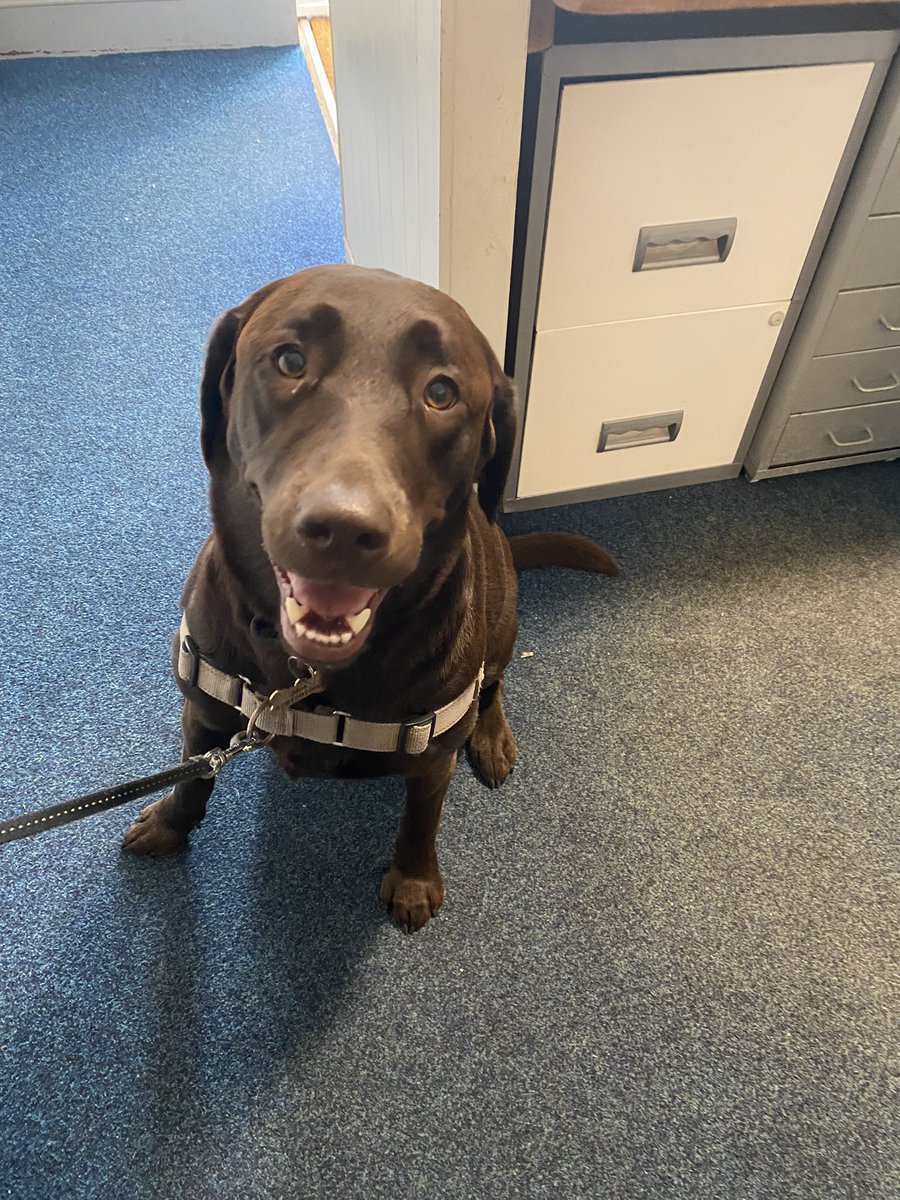 bseaharbour's tweet photo. We had a very exciting visit from Ralph this morning! How adorable is he! 🐶🐾

#dogsoftwitter #maritime #Animal #SaturdayThoughts #Sep25Coup https://t.co/fWlBHwSzFZ
