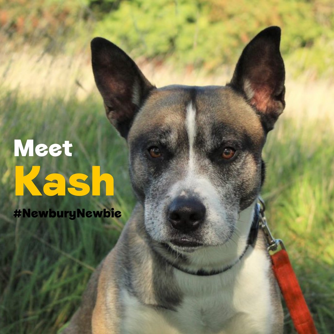 DT_Newbury's tweet photo. What a stunner! ๐โค๏ธ๐คฉ #NewburyNewbie
Kash is ready to start looking for his furever home ๐ โค๏ธ
For more information please go to our website - a link can be found in our bio ๐๐ฑ๐ป
#HuskyXSBT #stunner #handsomehound #thoseseye๐ #TLCneeded #rehoming https://t.co/kT7fL6ljxt