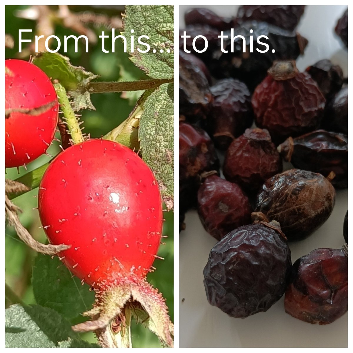 Dried Rosehips.

A core botanical in the soon-to-be released WOODLAND.

#PierGin #Local #Gin #Clevedon #NorthSomerset #discoverclevedon #facesofclevedon #independentclevedon #ginfanatics #ginfluencers #gintasting #ginpopup #ginfiend