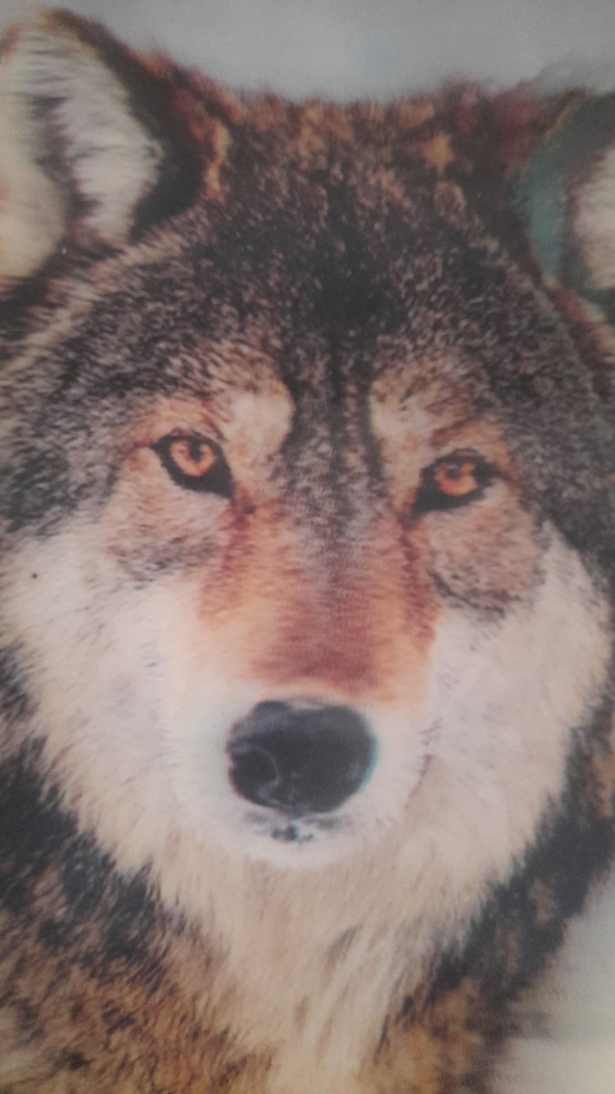 duranhoca's tweet photo. #Bidene baskı yapan "FETÖ"
Ölmeden 🐺 lardan  intikamımı alın demiş! Kımıla da seçimde destek olsun diye tabiki! 
ABD kongresine "Bozkurtlar"  hakkında Dünya genelinde inceleme Araştırma Önergesi vermişler...
Hepiniz Tanıyacak Bozkurtların Kim?
 
"İsa Gibi Çarmıha Gerilenler" https://t.co/S1Vw8eOcib