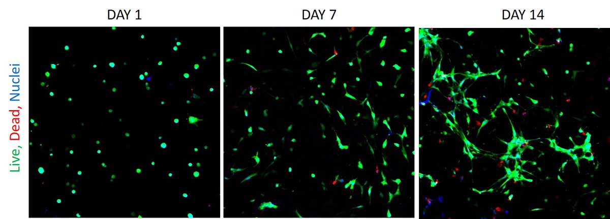 josbaema's tweet image. 📢Scaffold biocompatibility assessment 💙🧫 🧬🔬

labmethods.org/2021/09/21/sca…

🔬🧬A method found in labmethods.org 🧬🔬

#Biofabrication #Labmethods #Collagen #Bioprinting